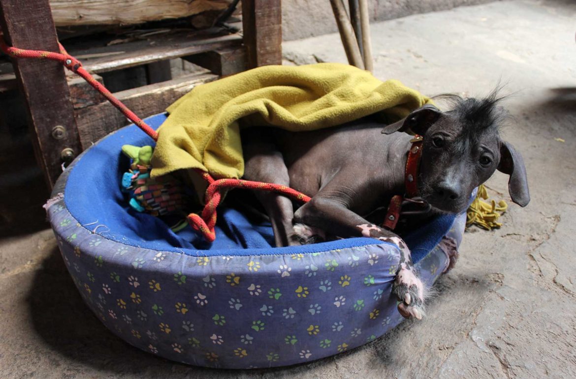 Fotos do Peru - Cão pelado peruano