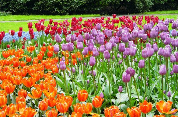 Lugares mais incríveis da Europa Lugares mais incríveis da Europa - Keukenhof (Holanda)