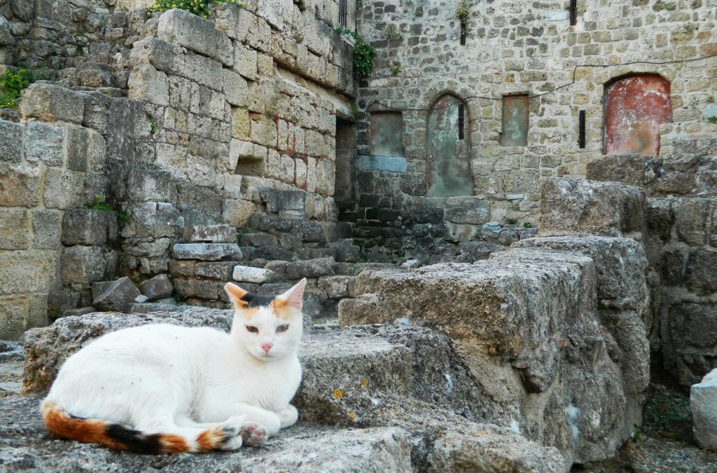 Gato descansa em meio a ruínas medievais da cidade de Rhodes, na ilha do mesmo nome, Grécia