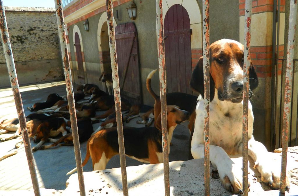 Cachorros no canil do Castelo de Cheverny, na França