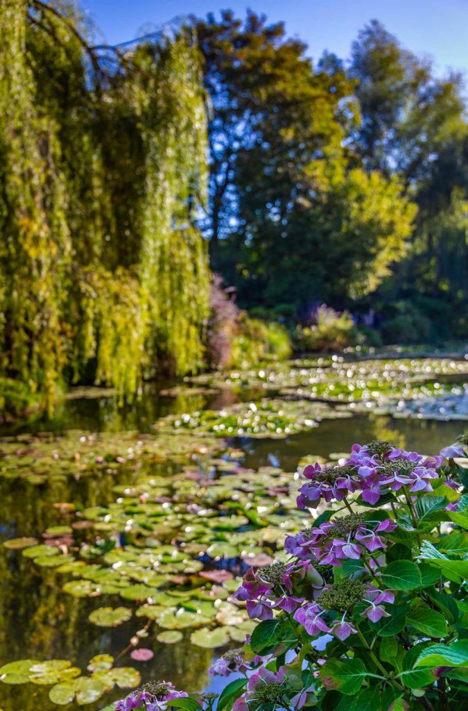 Flores nas margens do lagos dos jardins de Monet, em Giverny (França)