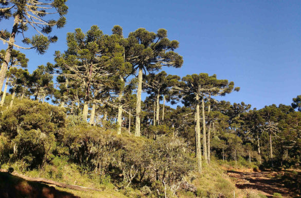 Foto: Carlos.eduardon/Wikimedia Commons