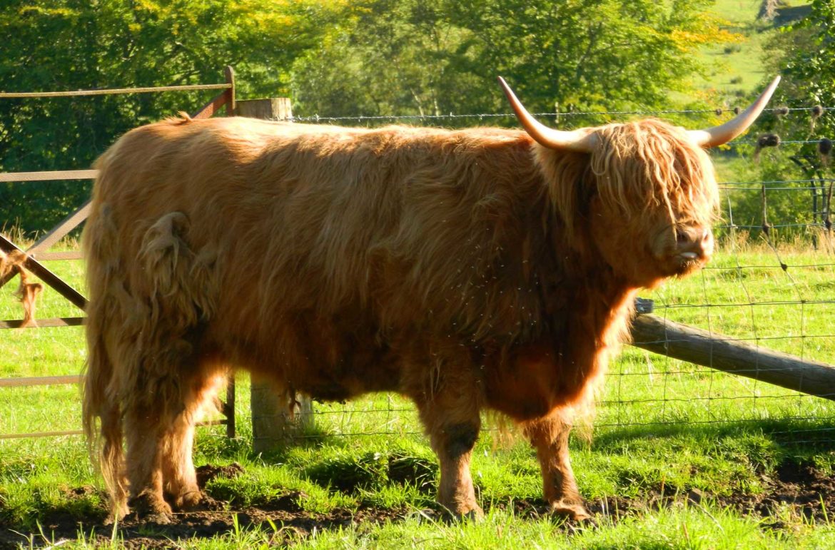 Fotos do Reino Unido - Vaca escocesa