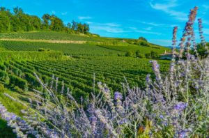 Flores e plantação de uva ao redor da vila de Saint-Émilion