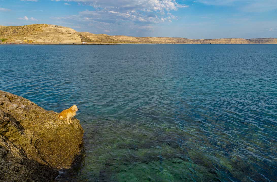 Cachorro olha o mar em Puerto Pirámides, na Península Valdes (Argentina)
