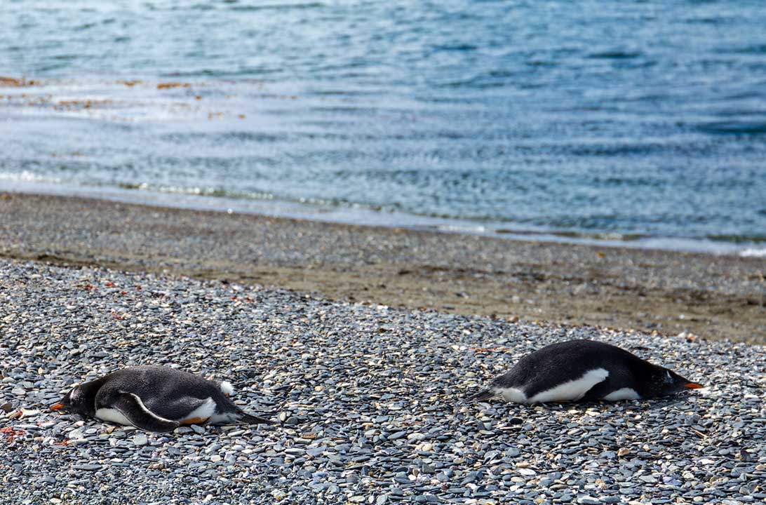 Pinguins-rei deitam na beira da praia de Isla Martillo, em Ushuaia