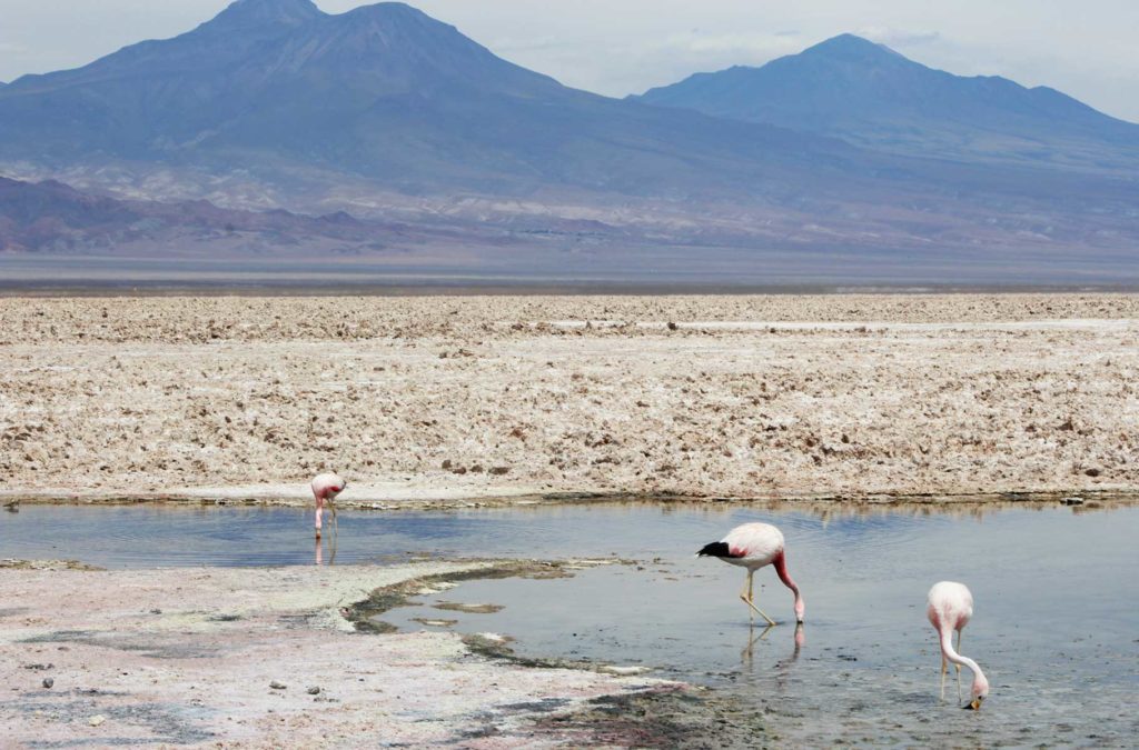 Roteiro no Atacama - Salar do Atacama