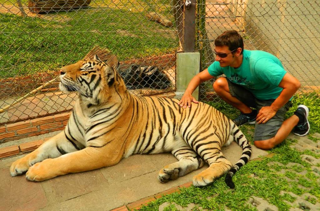Turista acaricia tigre no zoo Tiger Kingdon, em Chiang Mai (Tailândia)