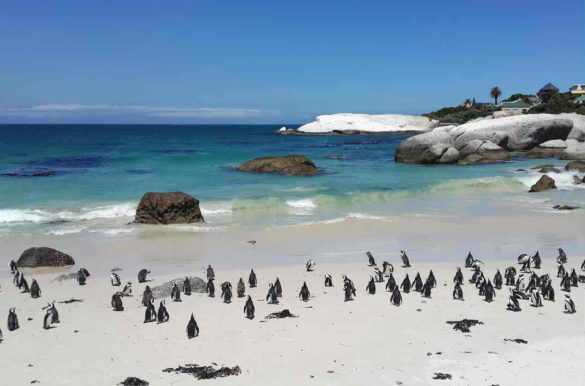 Foto: PaulNicolsonZA/Pixabay