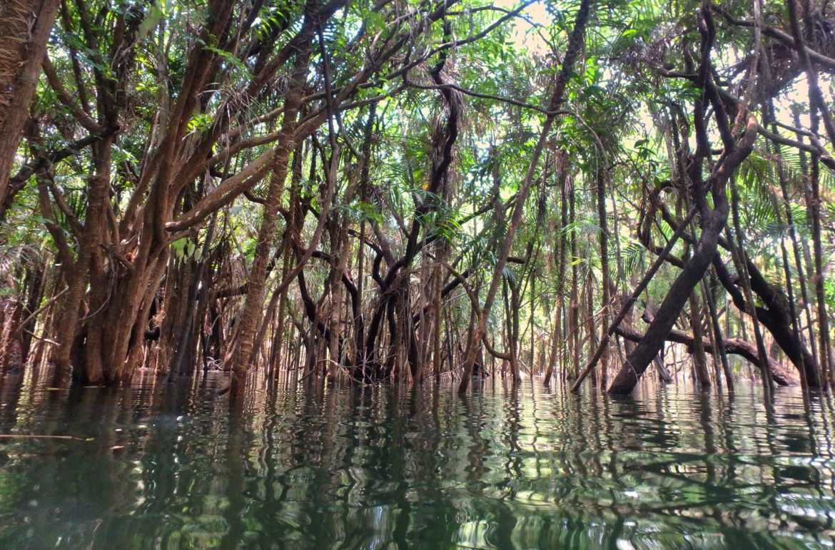 Fotos de Alter do Chão - Lago Verde