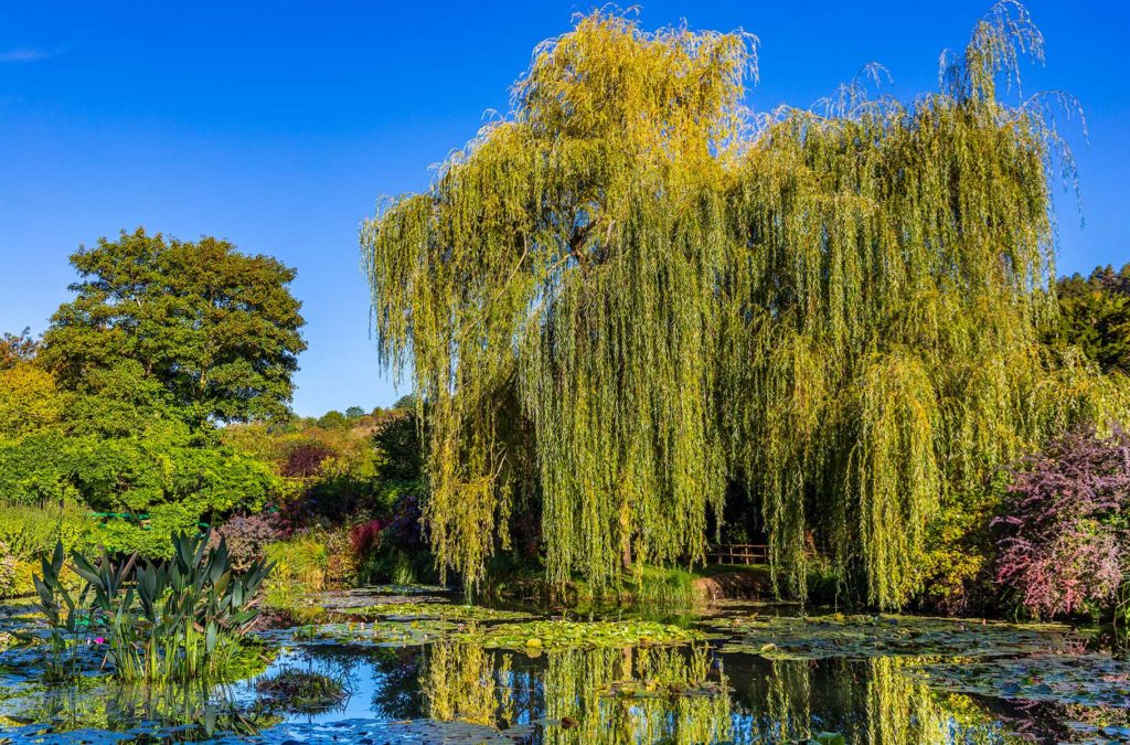 O célebre lago das ninfeias é a parte dos jardins de Monet mais procurada pelos turistas