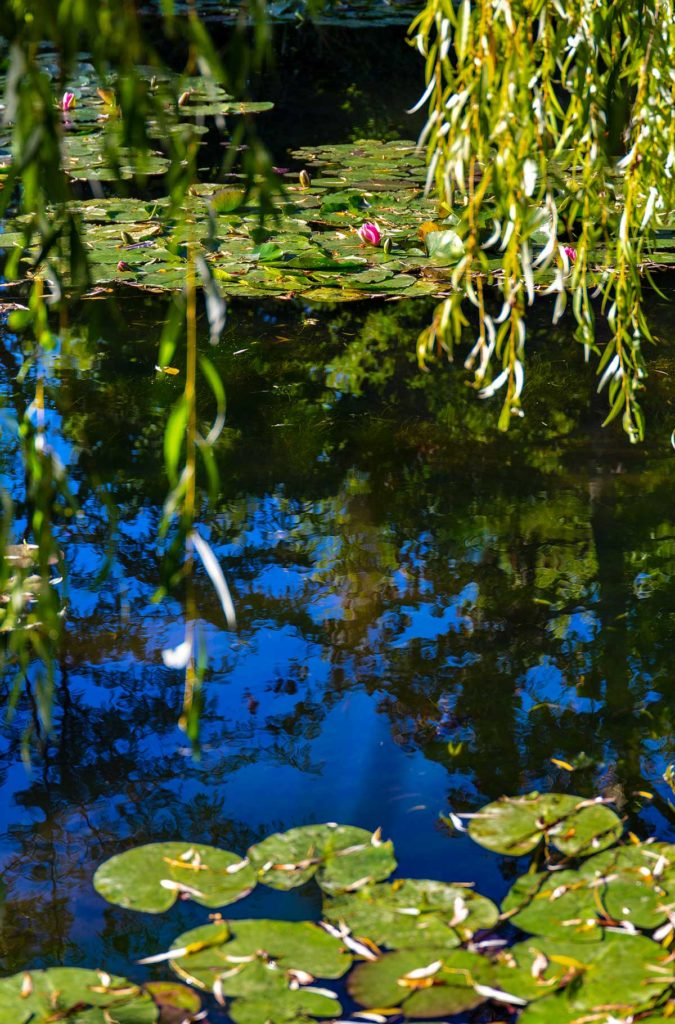 As célebres ninfeias ainda adornam o lago dos jardins de Monet