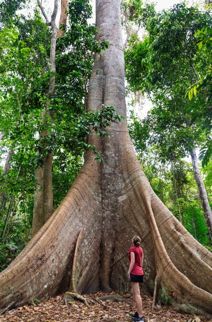 Quanto custa viajar para Alter do Chão - É obrigatório contratar um guia para percorrer a Trilha do Piquiá