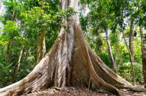 Guia de Viagem Alter do Chão - Atrações