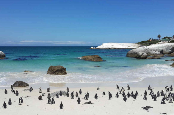 Praias de areia branca Praias de areia branca - Boulders Beach, na África do Sul