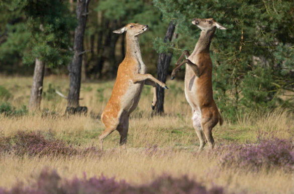 Foto: Martha de Jong-Lantink/Flickr