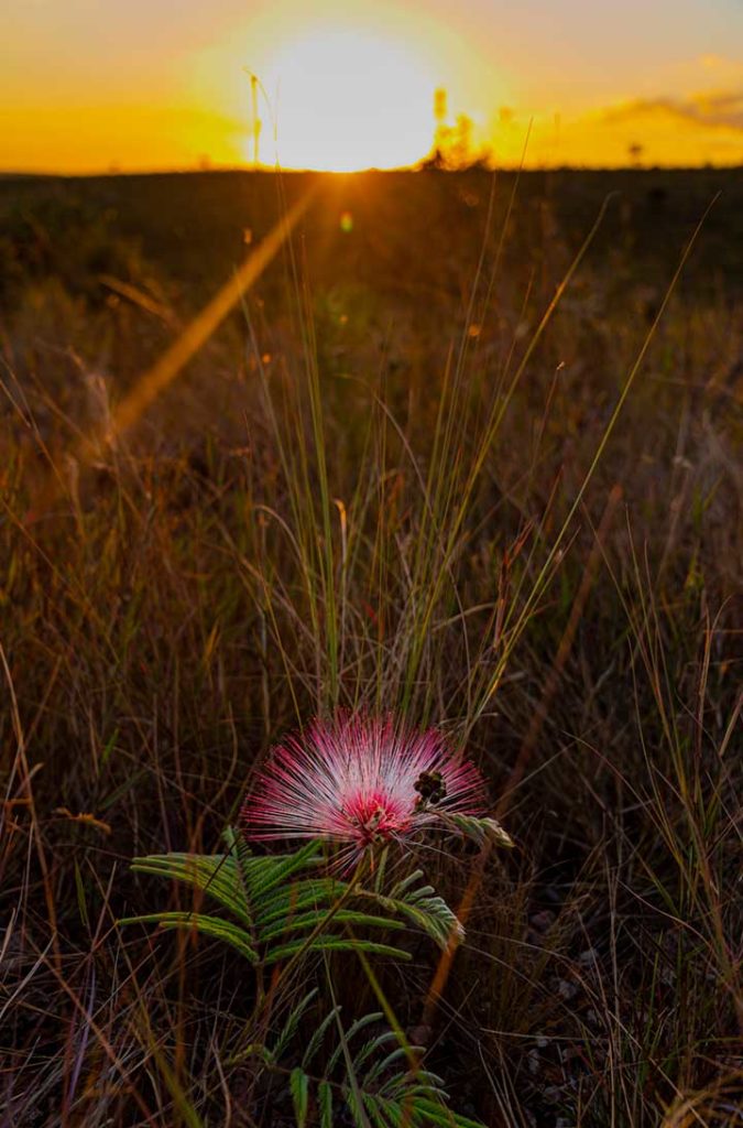 Pôr do sol no cerrado da Chapada dos Veadeiros, em Goiás (Brasil)