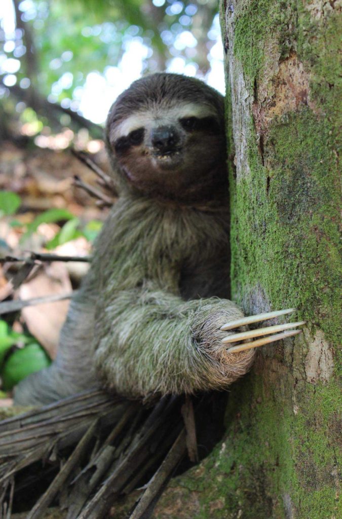 Preguiça desce de árvore no Parque Nacional Cahuita