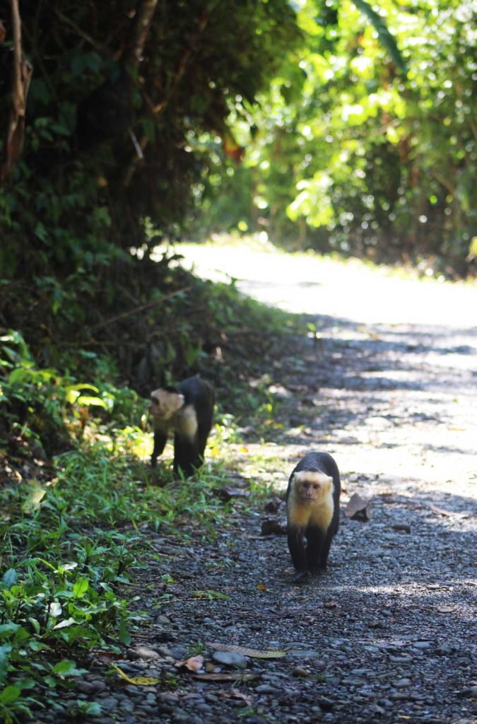 Macacos aparecem em trilha do Parque Manuel Antonio