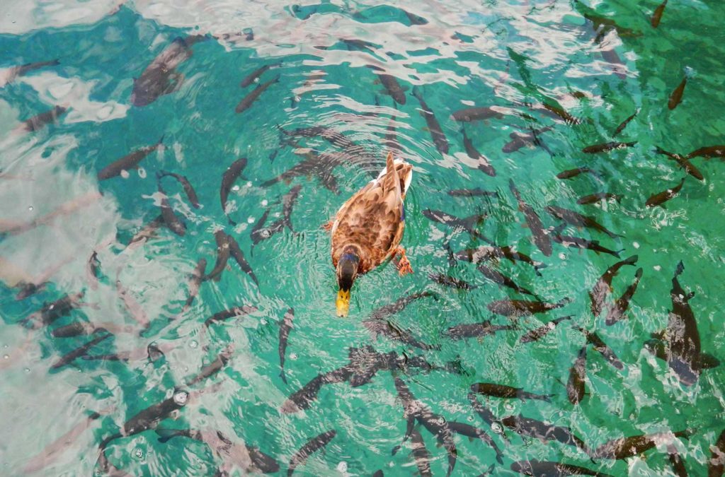 Pato é cercado por peixes nas águas transparentes dos Lagos Plitvice
