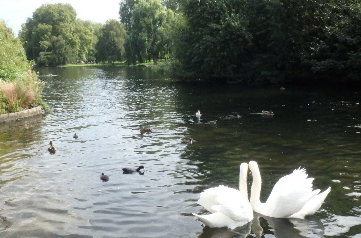 Cisnes nadam no lago do Saint James's Park