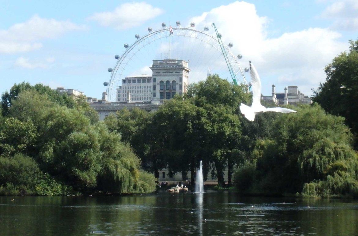 Pomba voa no Saint James's Park, com a roda-gigante London Eye ao fundo