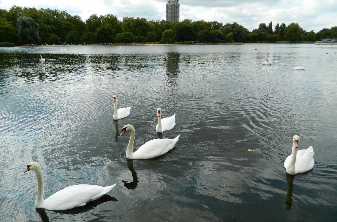 Cisnes nadam no lago do Hyde Park