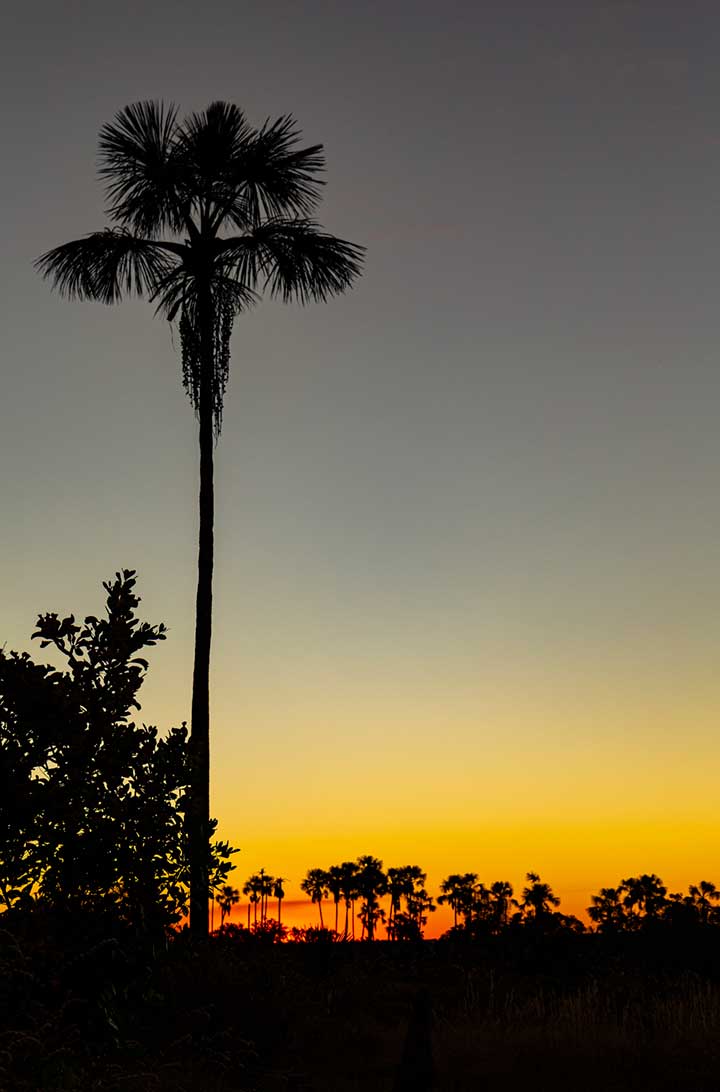 Pôr do sol no campo de buritis do Jardim de Maytrea, na Chapada dos Veadeiros