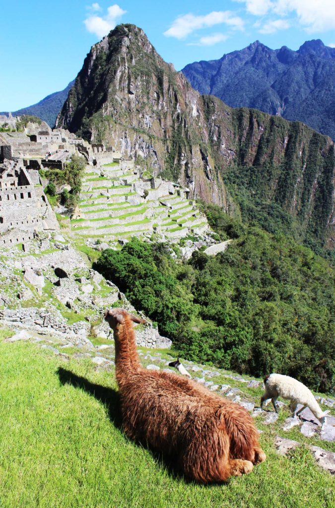 Lhama descansa na grama com as ruínas de Machu Picchu ao fundo