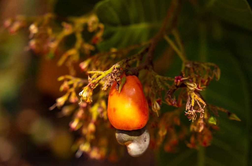 Caju do cerrado é fruta típica do Jalapão