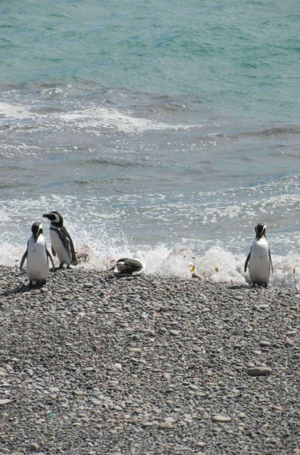 Foto: florcos/Pixabay