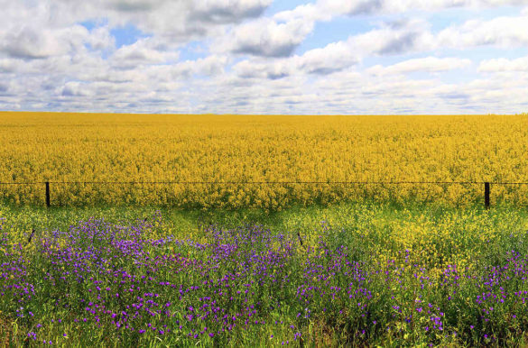 Foto: Georgie Sharp/Flickr