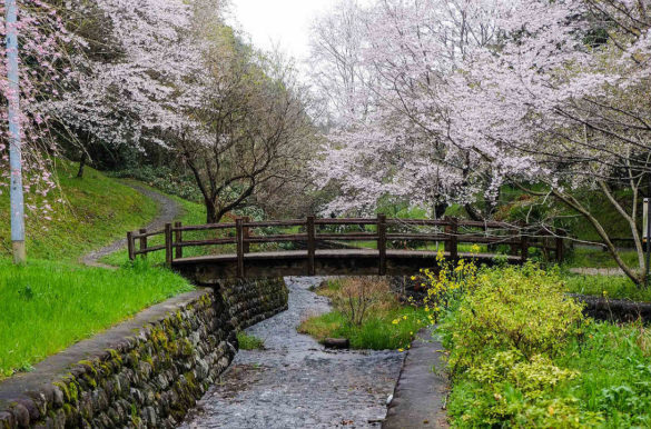 Foto: Kohji Asakawa/Pixabay