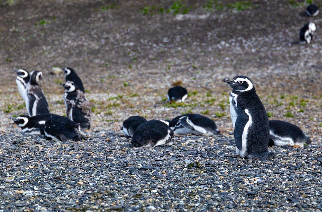 Pinguins de Magalhães são vistos durante passeio à Ilha Martillo