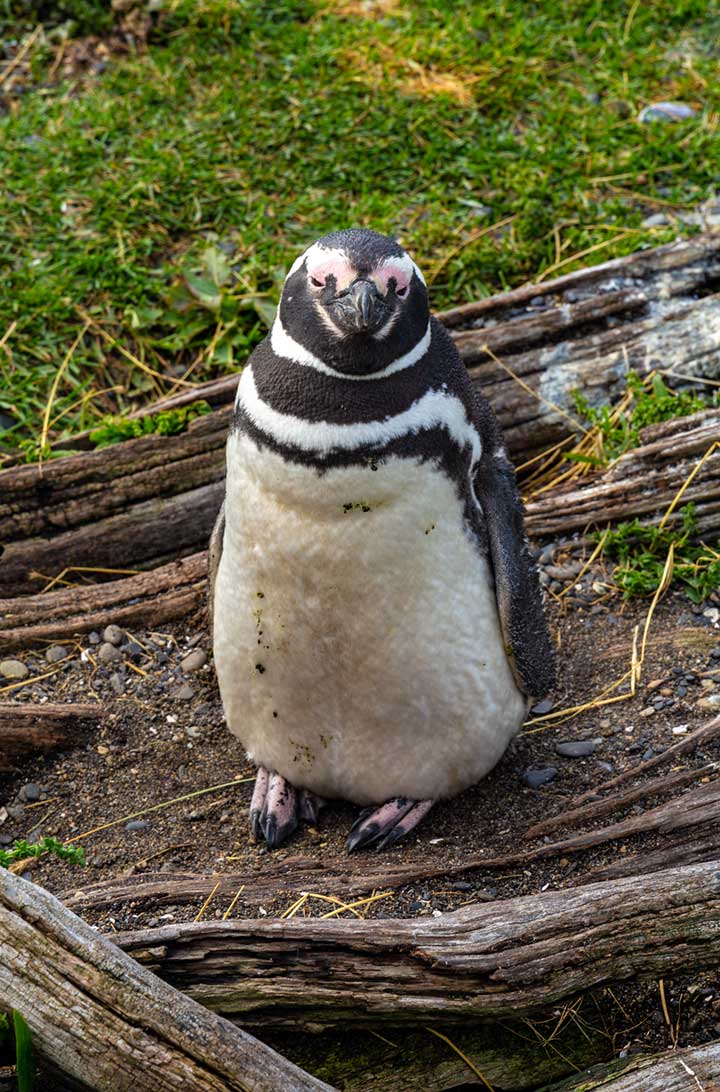 Pinguim de Magalhães é visto durante passeio à Ilha Martillo