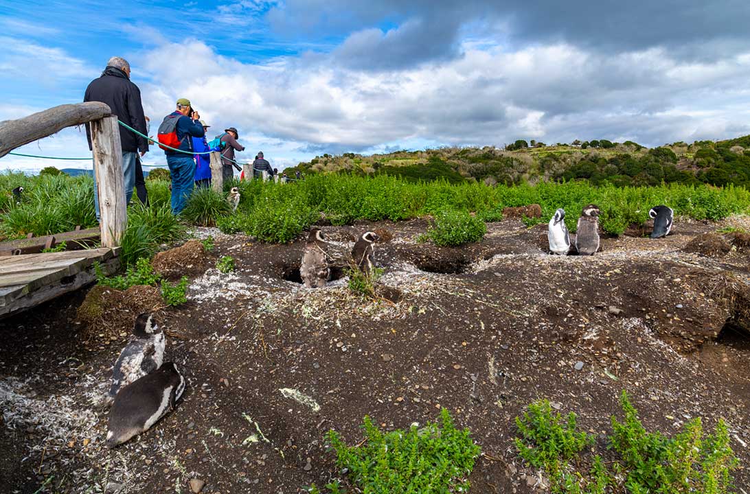 Pinguins de Magalhães são vistos durante passeio à Ilha Martillo