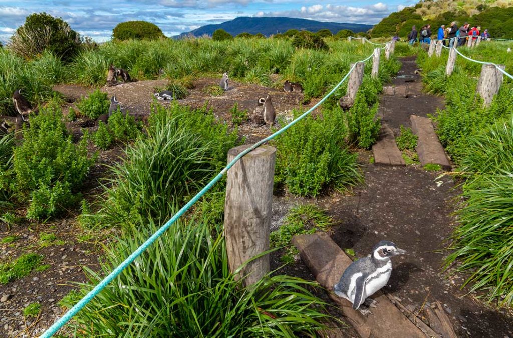 Pinguim de Magalhães cruza passarela na Isla Martillo