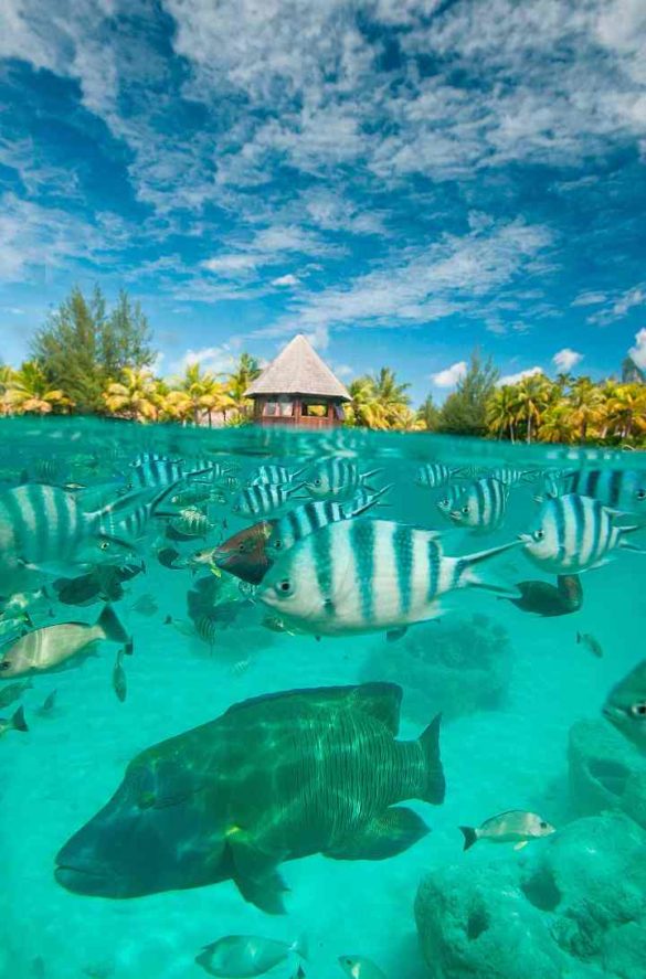 bora-bora-resort-4 Foto: The St. Regis Bora Bora Resort/Reprodução