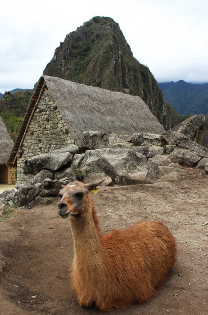 Lhama descansa em meio às ruínas da cidade inca de Machu Picchu