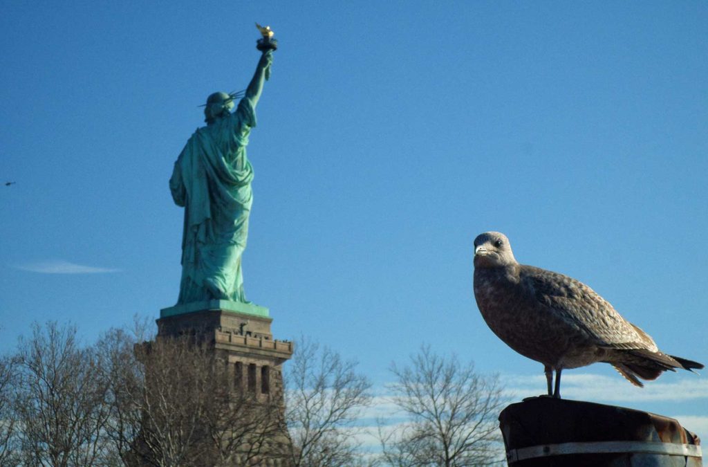 Pássaro pousa em poste na Liberty Island, com a Estátua da Liberdade ao fundo
