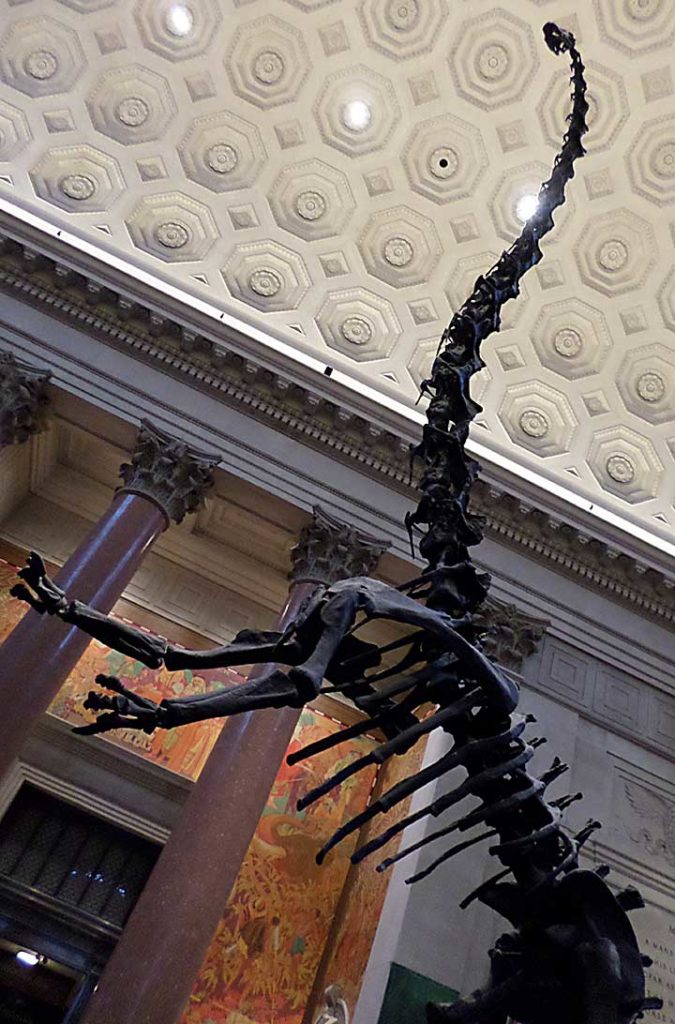 Esqueleto de barossauro é atração no Museu de História Natural de Nova York