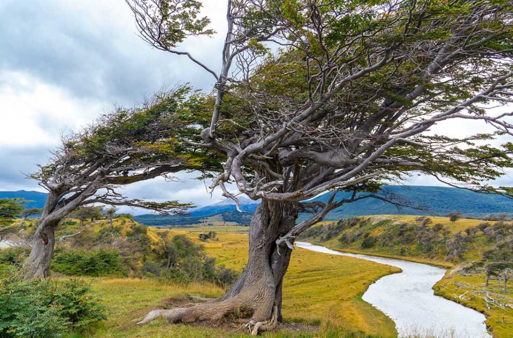 Árvores bandeira - inclinadas pelos ventos fortes da patagônia - são vistas nos arredores de Ushuaia