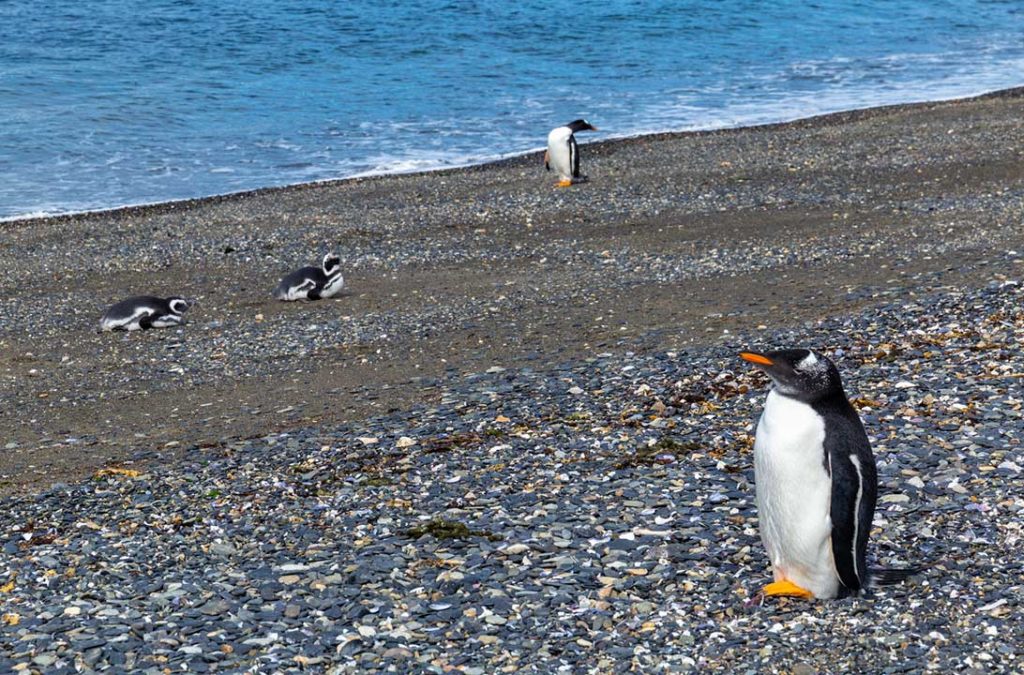 Pinguins Papua e pinguins de Magalhães são vistos durante passeio à Ilha Martillo