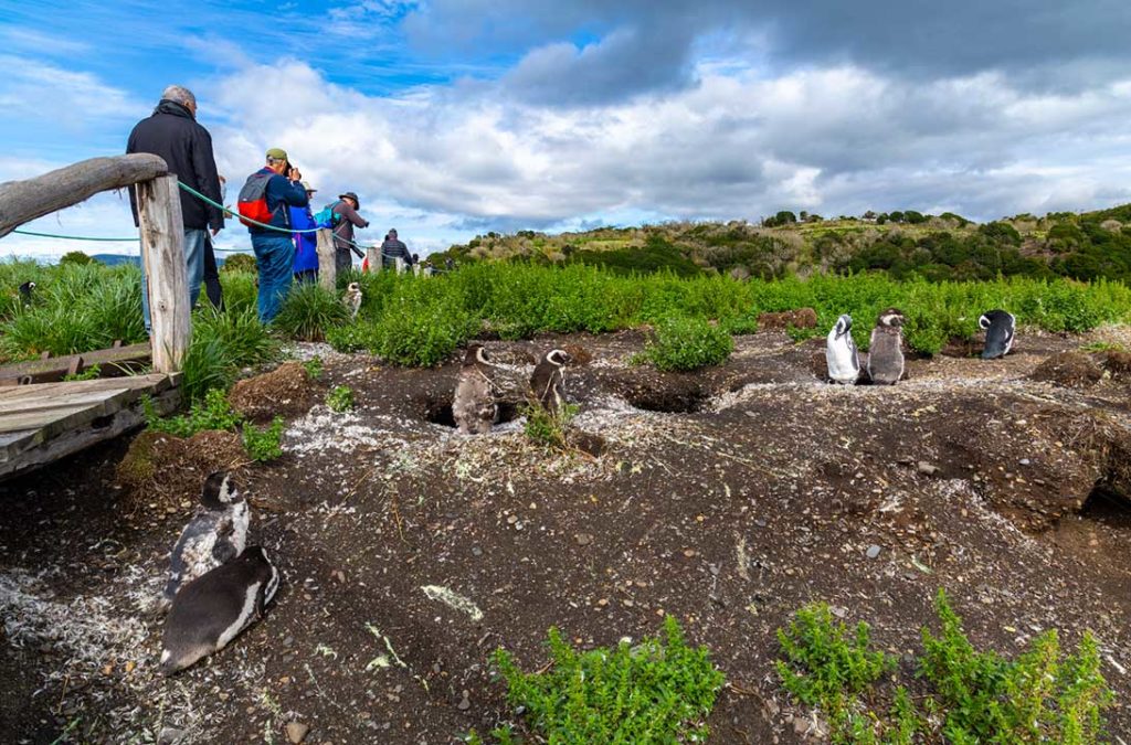 Pinguins de Magalhães são vistos durante passeio à Ilha Martillo, em Ushuaia