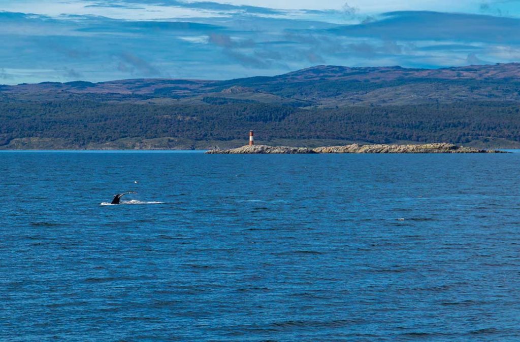 Baleia é vista mergulhando próximo ao Farol Les Eclaireurs, no Canal de Beagle