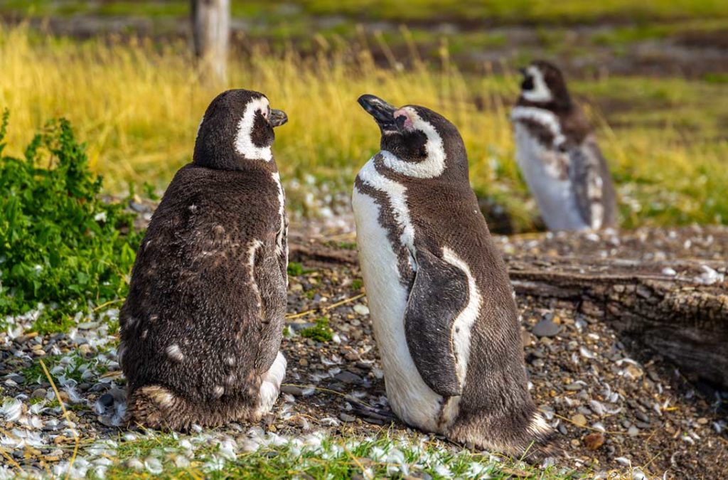 Pinguins de Magalhães são vistos durante passeio à Ilha Martillo