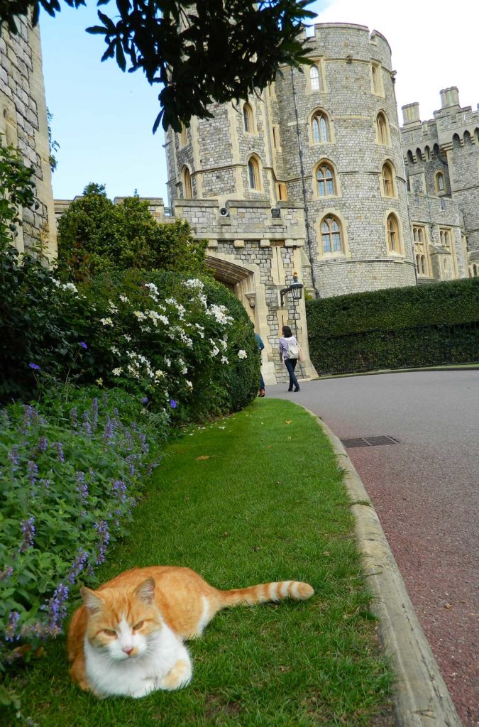 Gato deita na grama em frente à entrada do Castelo de Windsor, nos arredores de Londres
