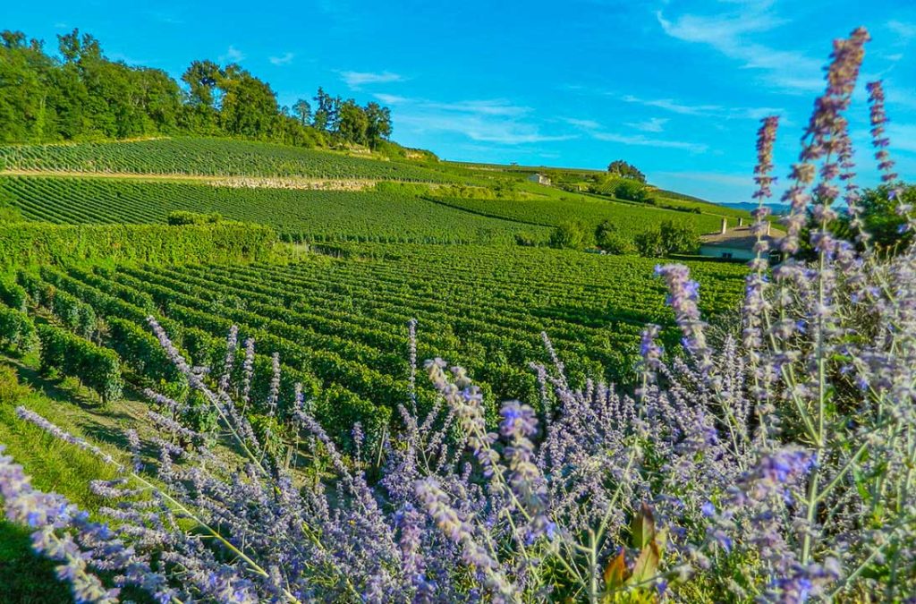 Flores e plantação de uva ao redor da vila de Saint-Émilion