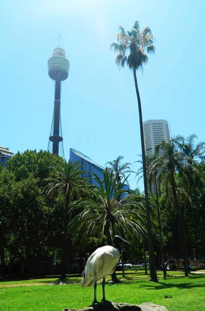 Pássaro pousa no gramado do Hyde Park, com a Sydney Tower Eye ao fundo