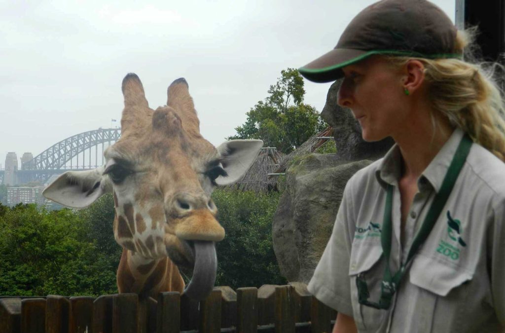 Girafa mostra a língua para tratadora no Taronga Zoo, em Sydney
